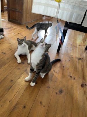 猫 里親 愛知