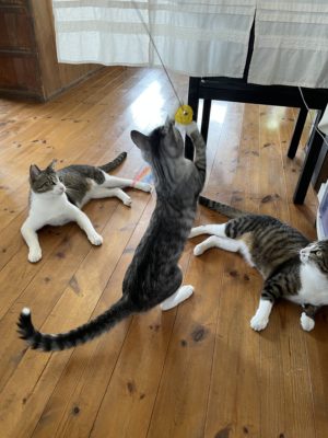 猫 里親 愛知