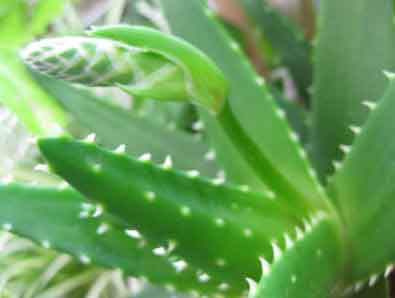アロエベラ
